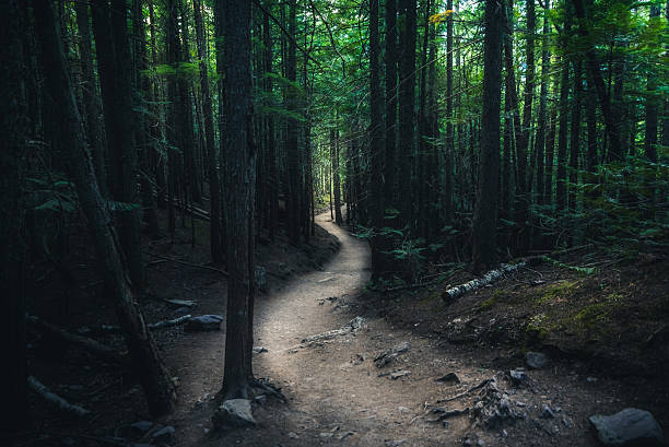 Dark trail leading to the abandoned house